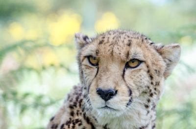 Gepard